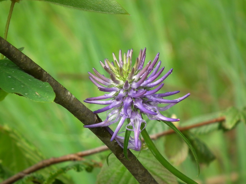 Phyteuma scheuchzeri / Raponzolo di Scheuchzer